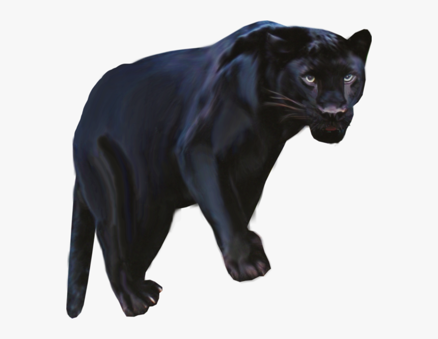 puma negro animal