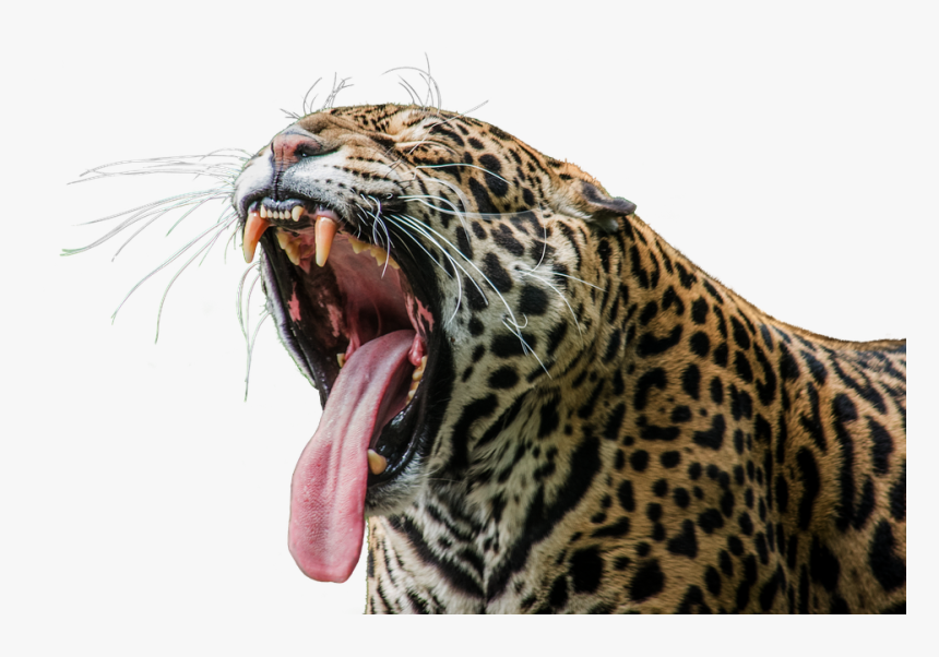 Jaguar, Predator, Wilderness, Zoo, Animal World - Animal Siruthai Painting Hd, HD Png Download, Free Download