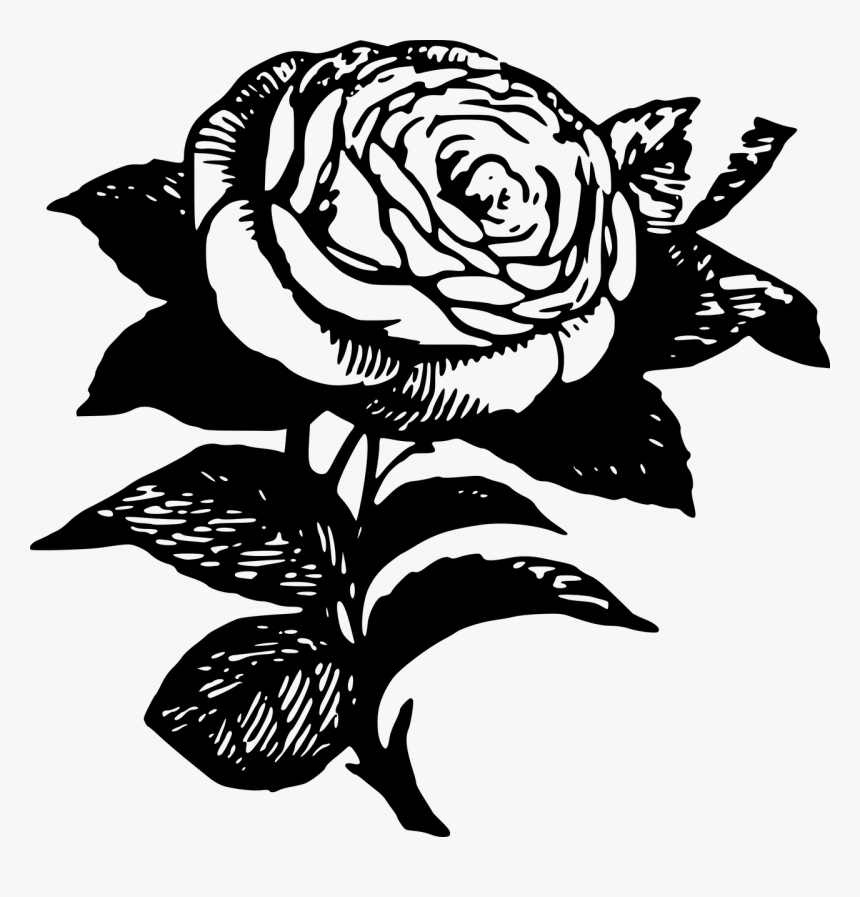 Black Rose Drawing Clip Art - Flower Rose Stencils Drawings, HD Png Download, Free Download