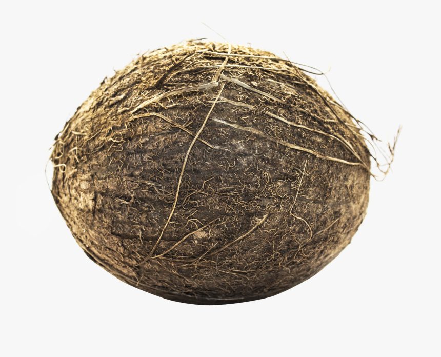 Coconut - Portable Network Graphics, HD Png Download, Free Download