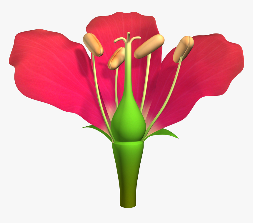 Parts Of Flower Png, Transparent Png, Free Download