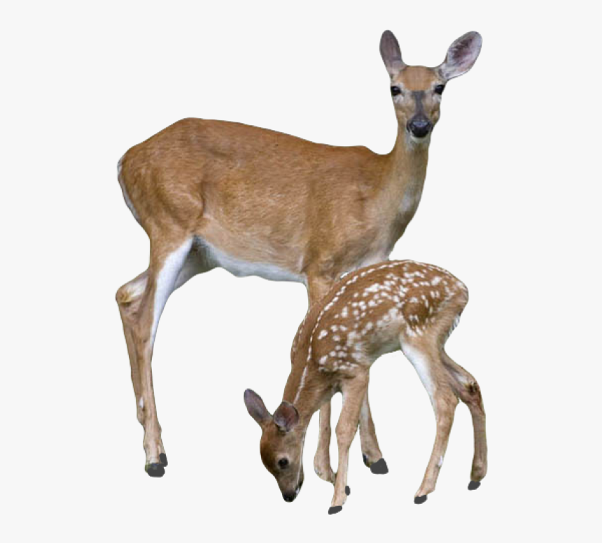 Deer With Cubs Png - White Tail Deer On White Background, Transparent Png, Free Download