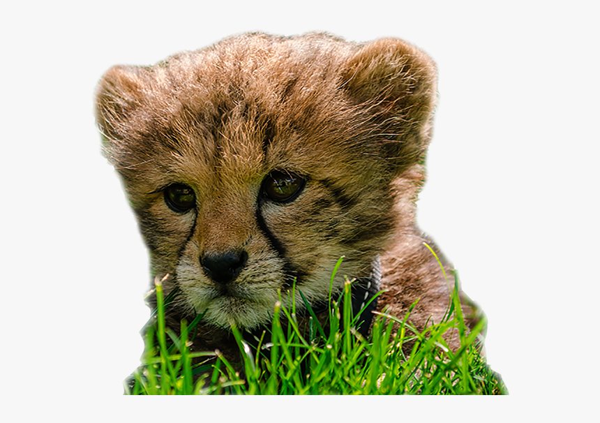 Cheetah Cub Png, Transparent Png, Free Download