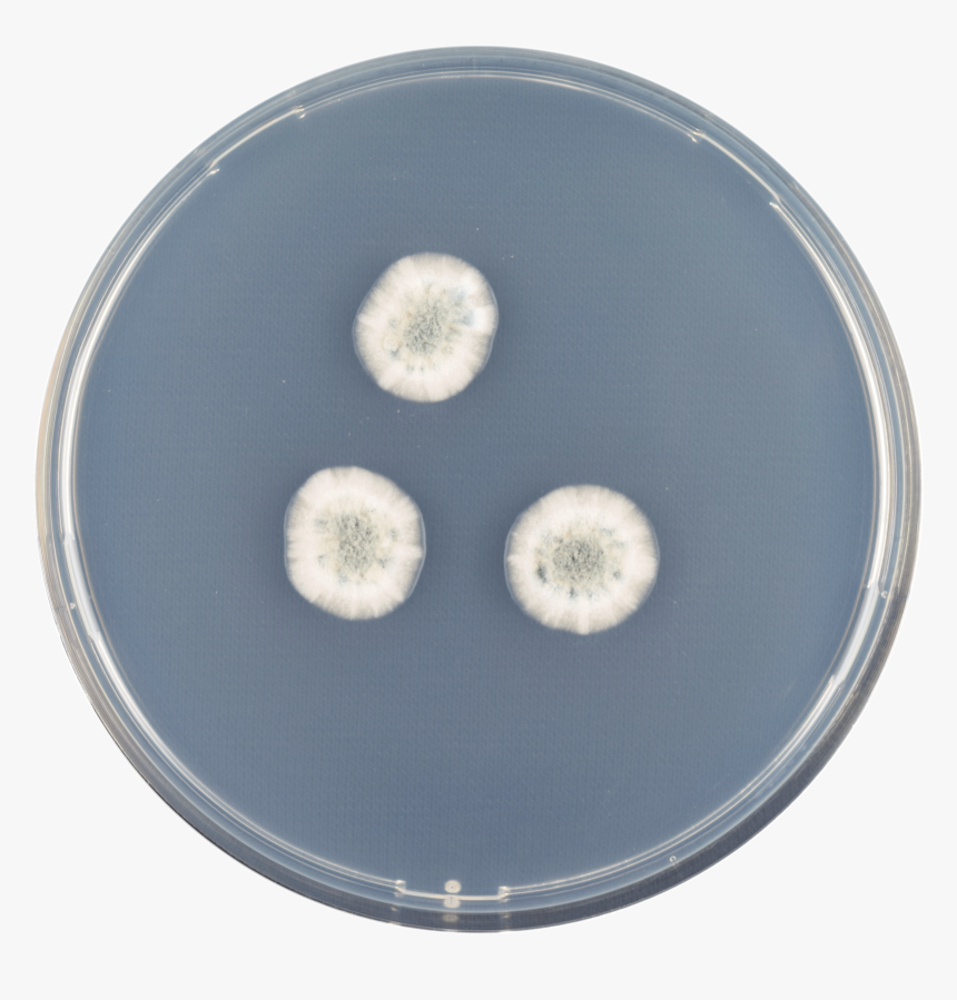 Aspergillus Brevijanus Cya - Circle, HD Png Download, Free Download