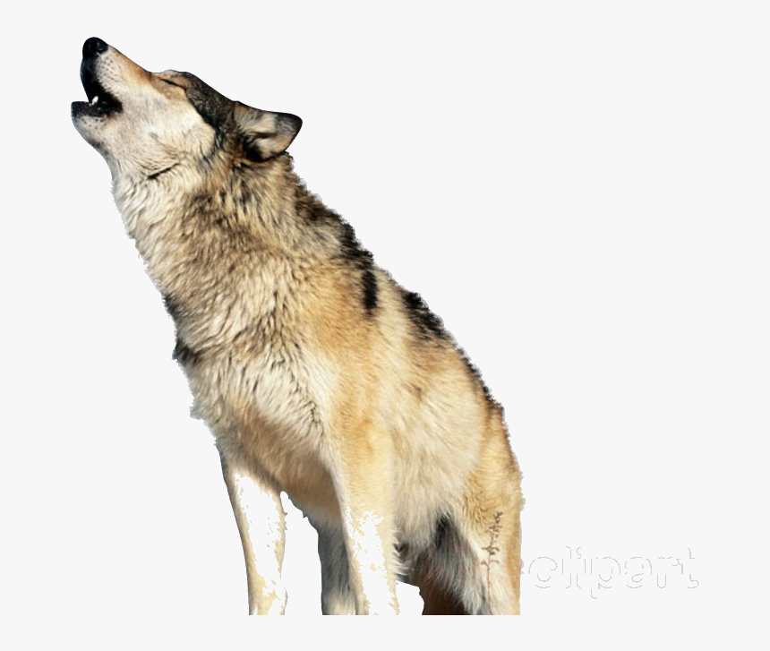 Wolf Howling Clipart Saarloos Wolfdog Canadian Eskimo - Wolf Howling Png, Transparent Png, Free Download