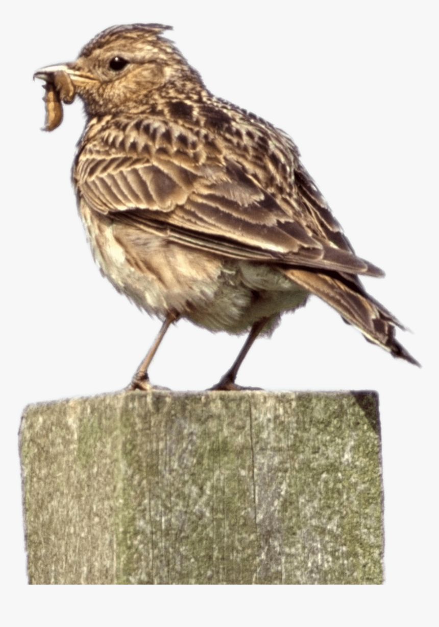 Skylark On A Pole - Skylark Png, Transparent Png, Free Download