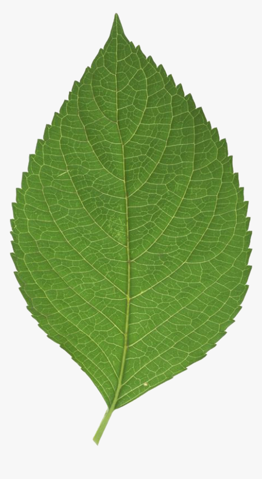 Leaf Png Download - Green Leaf Transparent Background, Png Download, Free Download