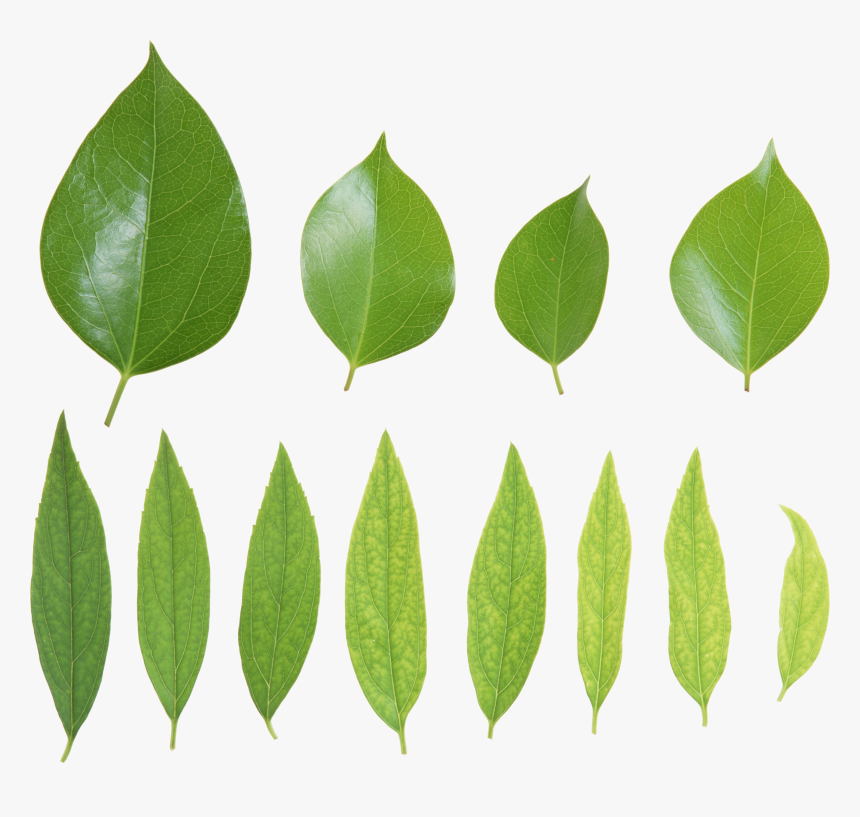 Green Leaves, HD Png Download, Free Download