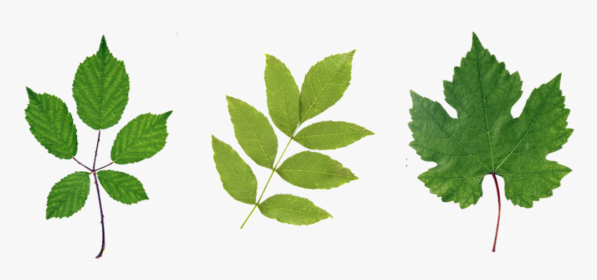 Green Leaf Png Hd - Leaves Leaf, Transparent Png, Free Download