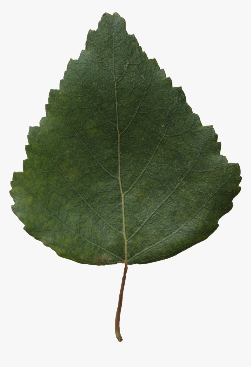 Canoe Birch, HD Png Download, Free Download