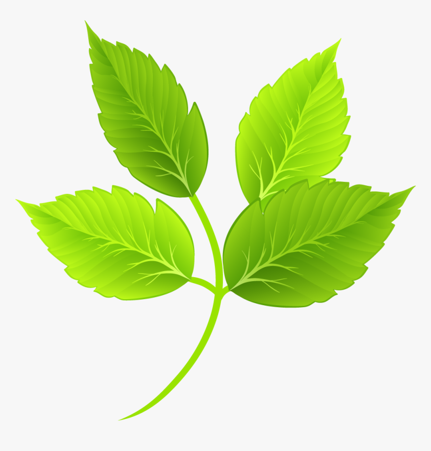 Leaf Green Cartoon - Green Leaf Transparent Background, HD Png Download, Free Download
