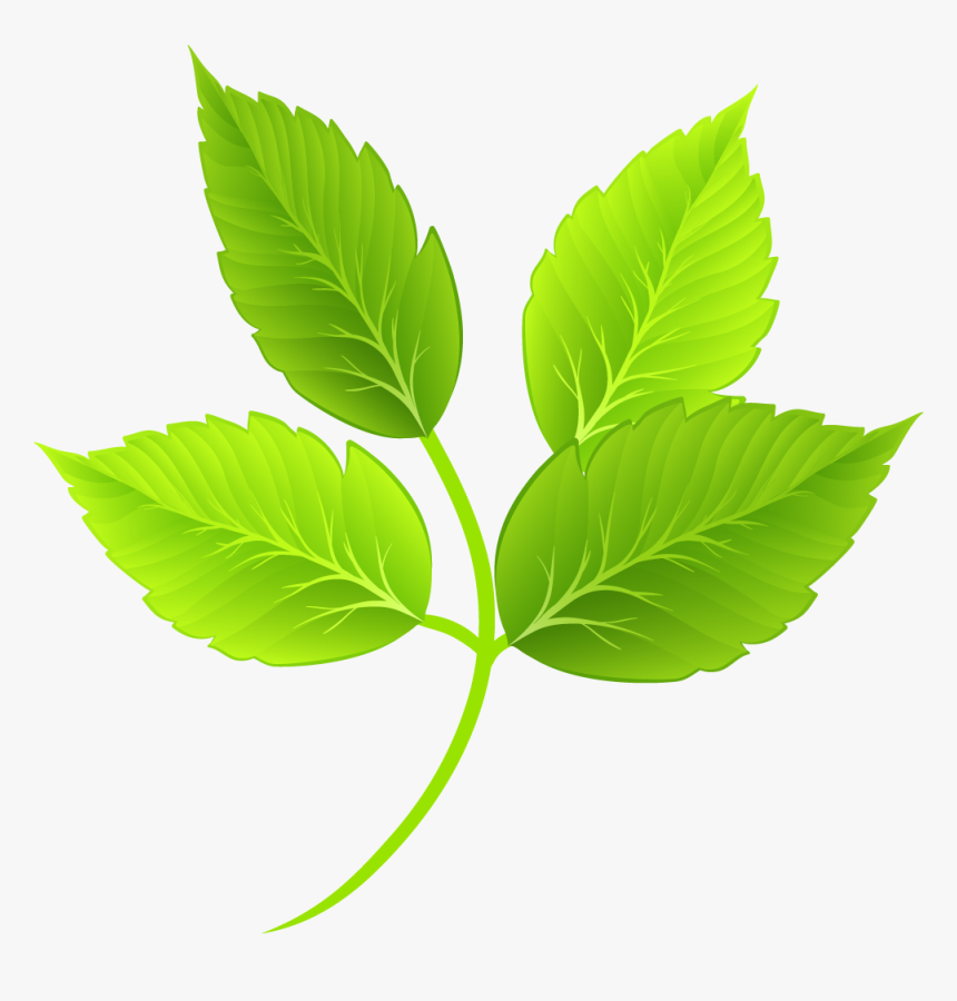 Green Leaf Mortuary, LLC  Funeral Services and Cremations