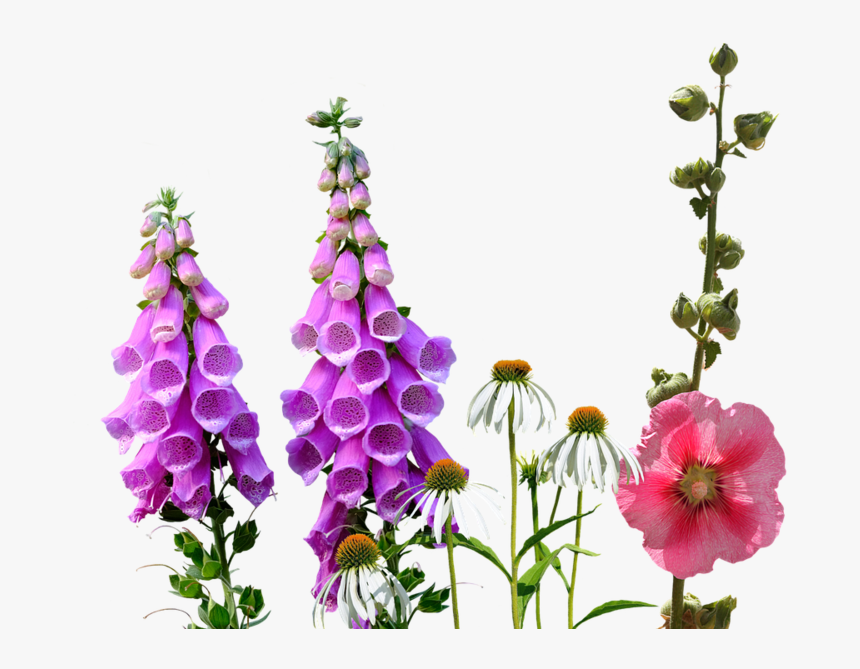 Larkspur, Wildflowers, Meadow - Wildflowers Png, Transparent Png, Free Download