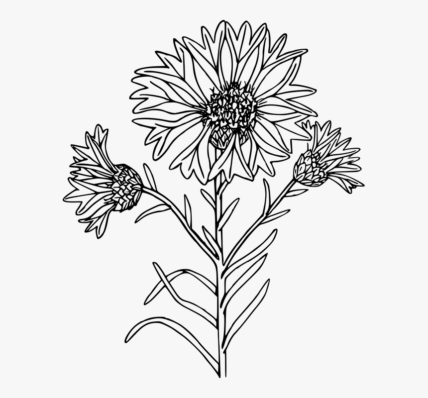 Wildflowers Png Black And White - Coloring Page, Transparent Png, Free Download