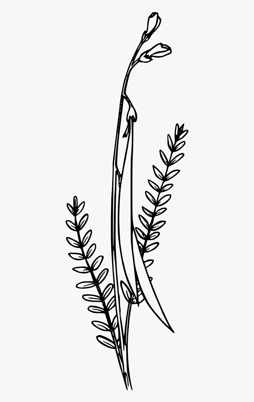 Wildflower Clipart Black And White, HD Png Download, Free Download