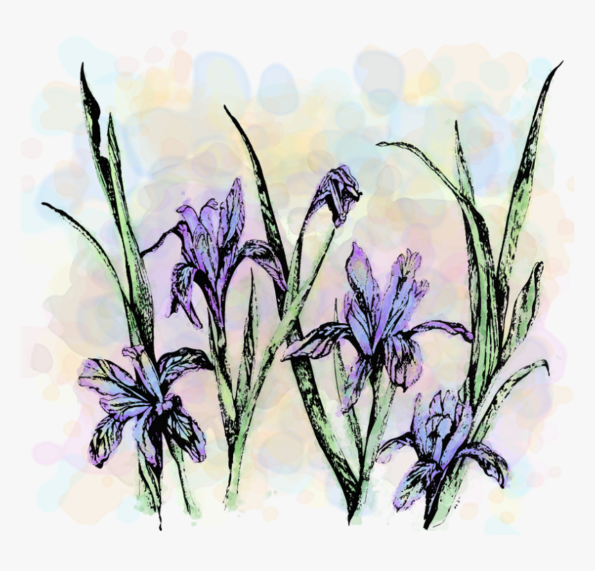 Wildflower Show -1, HD Png Download, Free Download