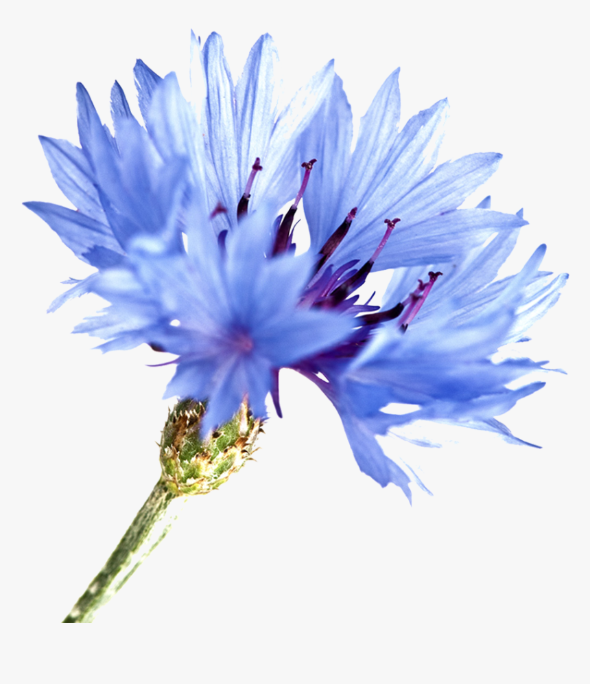 Cornflower Png Watercolor, Transparent Png, Free Download