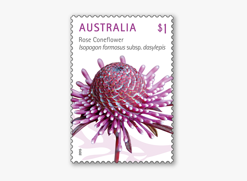 Australia Stamp Rose Coneflower, HD Png Download, Free Download