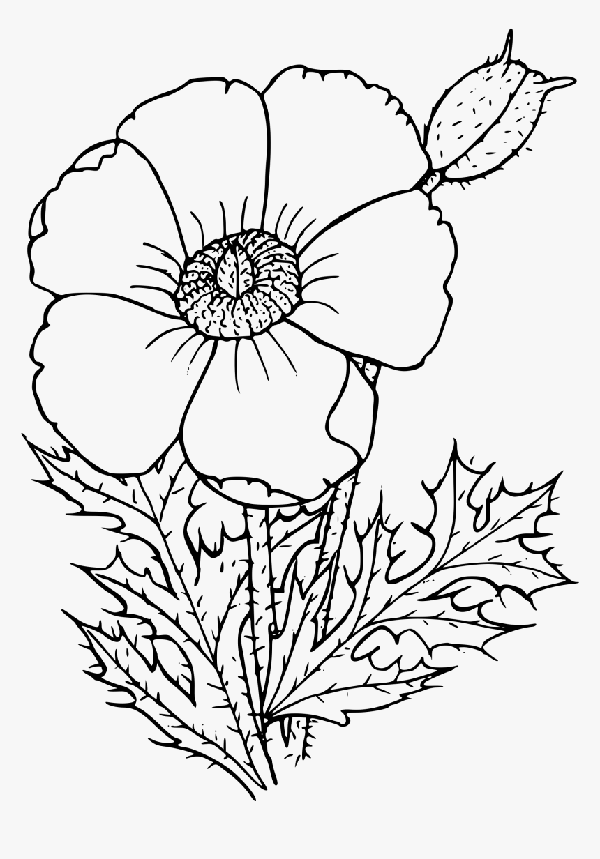 Sacramento Mountains Prickly Poppy Clip Arts - Poppy Drawing Png, Transparent Png, Free Download