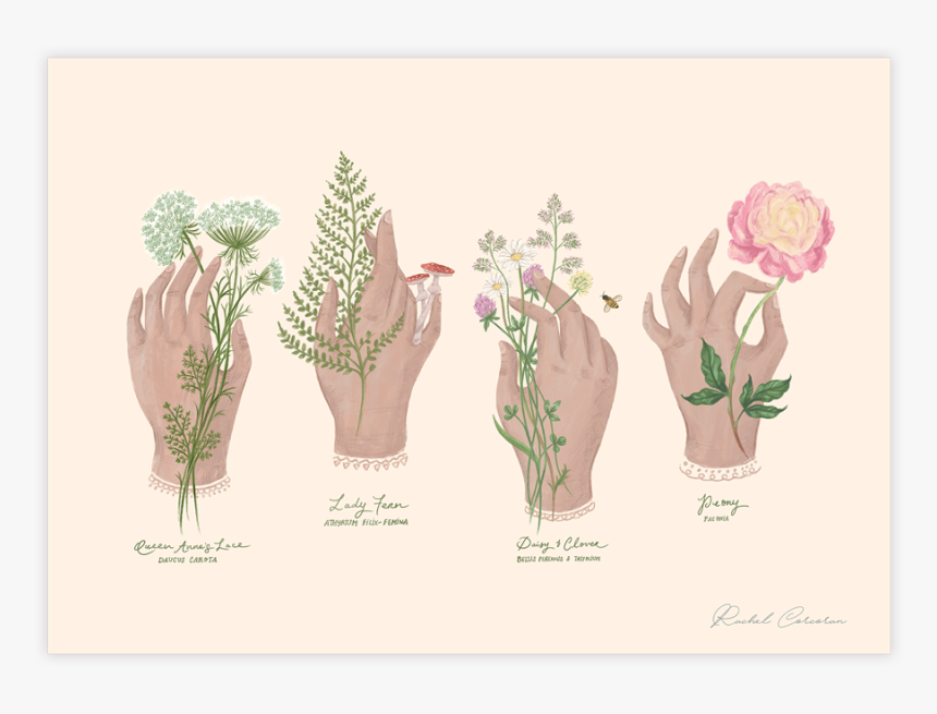 Wildflowers - Illustration, HD Png Download, Free Download