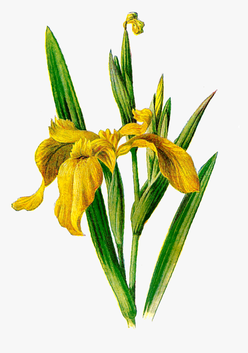 Antique Images Printable Flower Clip Art Wildflower - Yellow Flag Iris Clipart, HD Png Download, Free Download