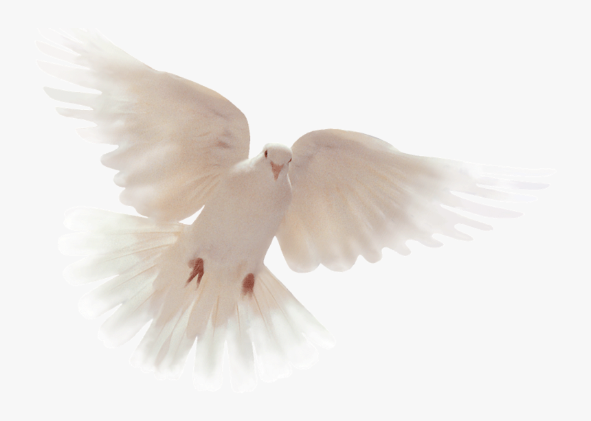 Holy Spirit Dove , Png Download - Only Believe All This Are Possible, Transparent Png, Free Download