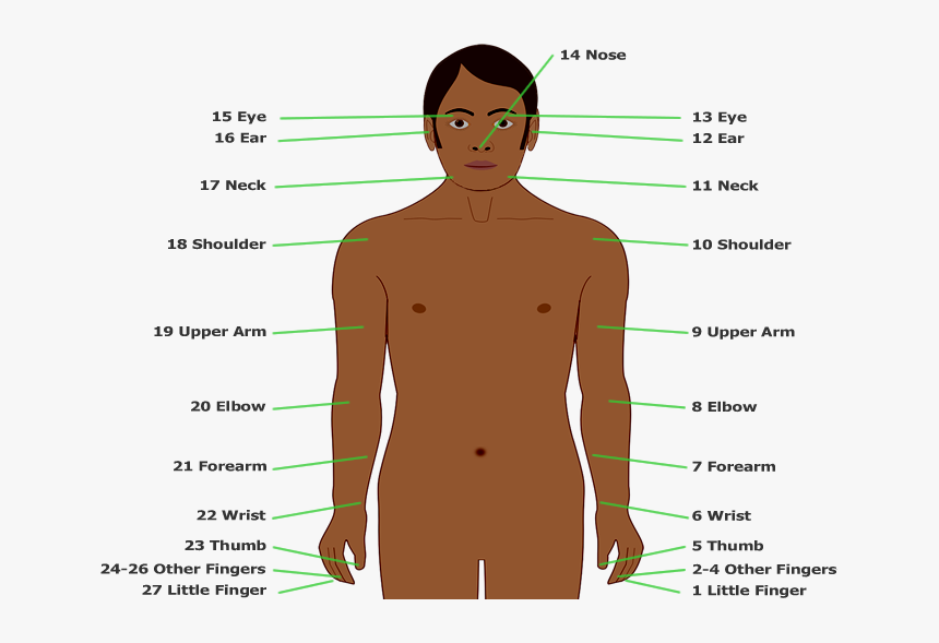 Counting To 27 With The Body-part Tally Used By The - Barechested, HD Png Download, Free Download