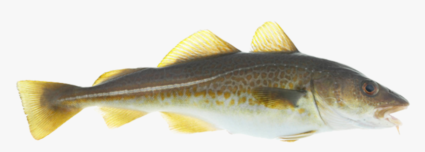 Does A Cod Fish Look Like, HD Png Download, Free Download