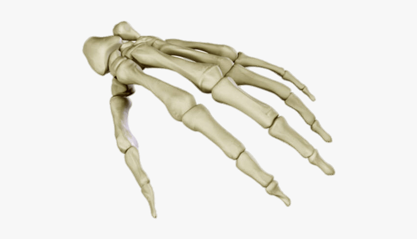 Bones Of The Hand - Hand Bones 3d Model, HD Png Download, Free Download