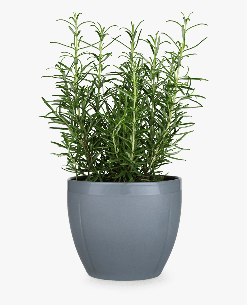 Gc Flowerpot Oe16 5 Cm Cold Grey Grand Cru - Transparent Background Of Flower Pot, HD Png Download, Free Download