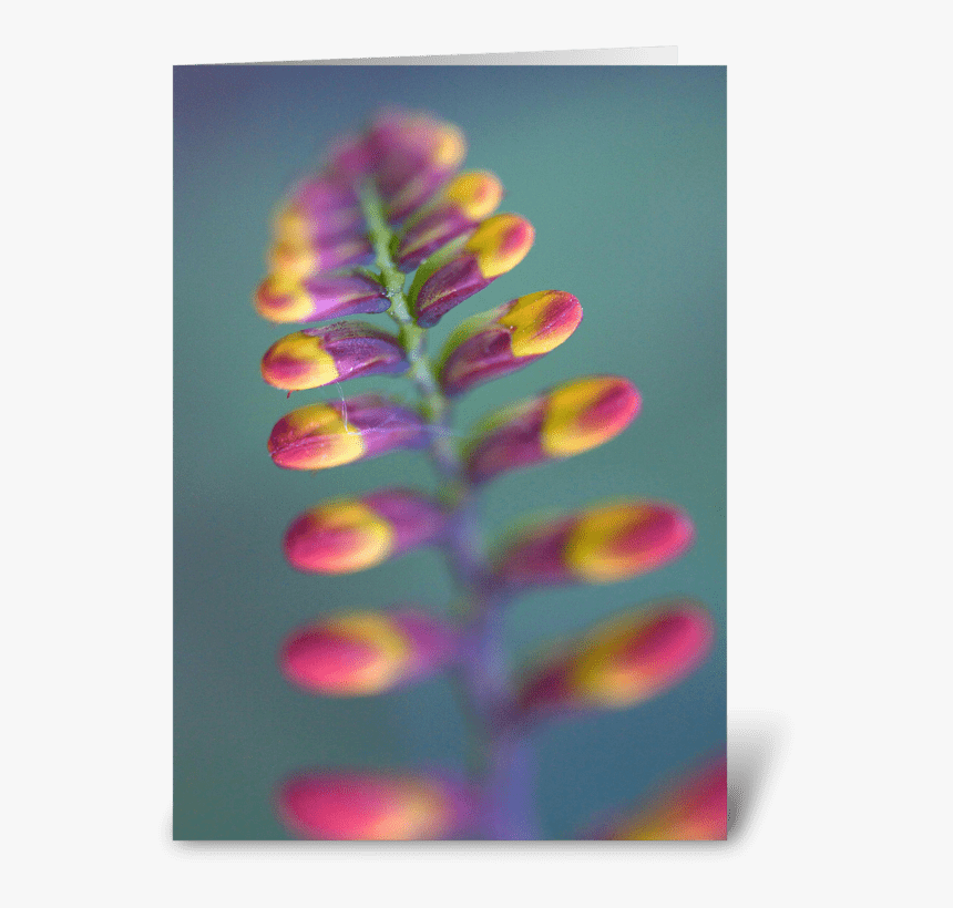 Tropical Flower Greeting Card - Chasmanthe, HD Png Download, Free Download