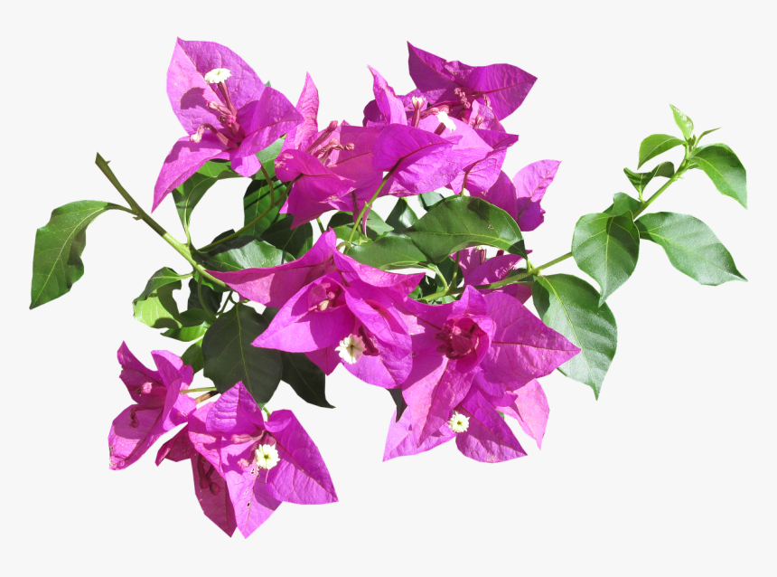 Flower Tropical Summer Free Picture - Transparent Bougainvillea Flower Png, Png Download, Free Download