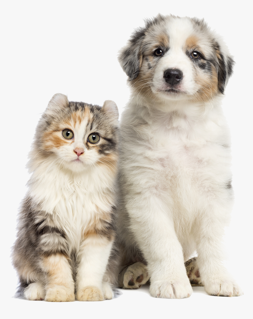 Transparent Dog Cat Png - American Curl Cat, Png Download, Free Download