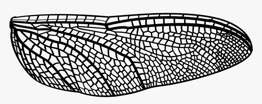 Dragonfly Wing Png, Transparent Png, Free Download