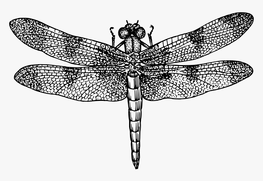 Dragonfly Png, Transparent Png, Free Download