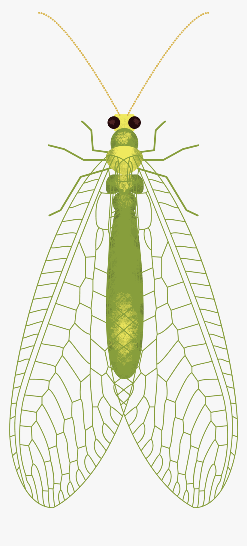 Insect Wings Png Net Winged Insects Transparent Png Kindpng