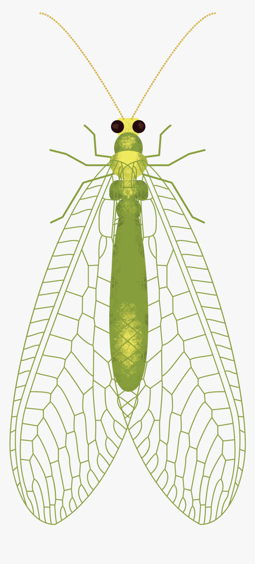 Insect Wings Png - Net-winged Insects, Transparent Png, Free Download