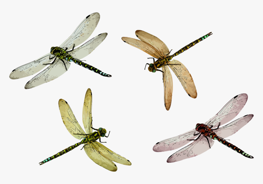 Dragonfly,netwinged Insects,invertebrate - Dragonfly Png, Transparent Png, Free Download