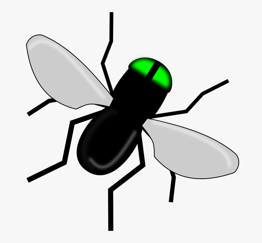 Fly, Bug, Black, Insect, Wings, Nature - Ant, HD Png Download, Free Download