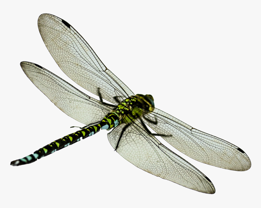 Dragonfly - Dragon Fly Transparent Background, HD Png Download, Free Download