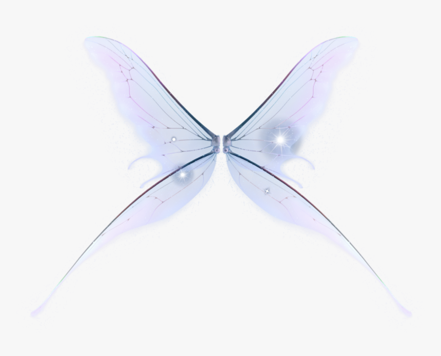 Polyommatus, HD Png Download, Free Download