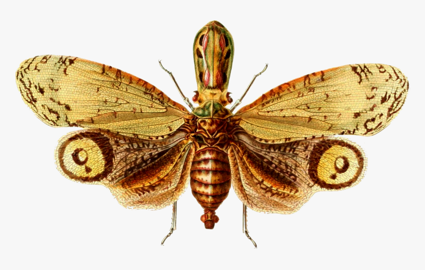 Net-winged Insects - Vintage Insect Prints Free, HD Png Download, Free Download