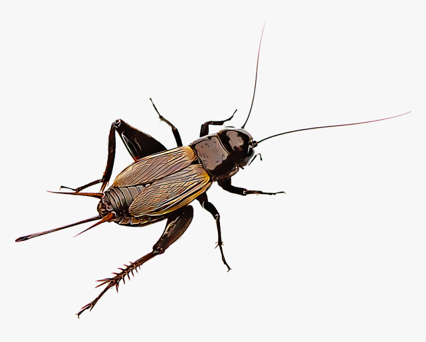 Cricket Insect Png - Cricket Insect, Transparent Png, Free Download
