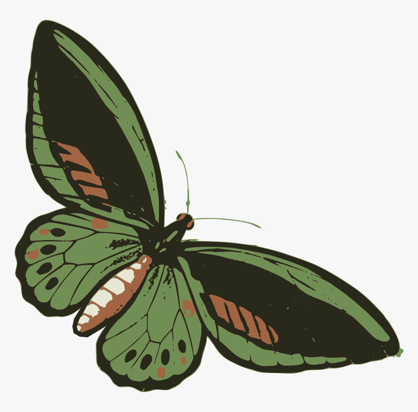 Butterfly, HD Png Download, Free Download