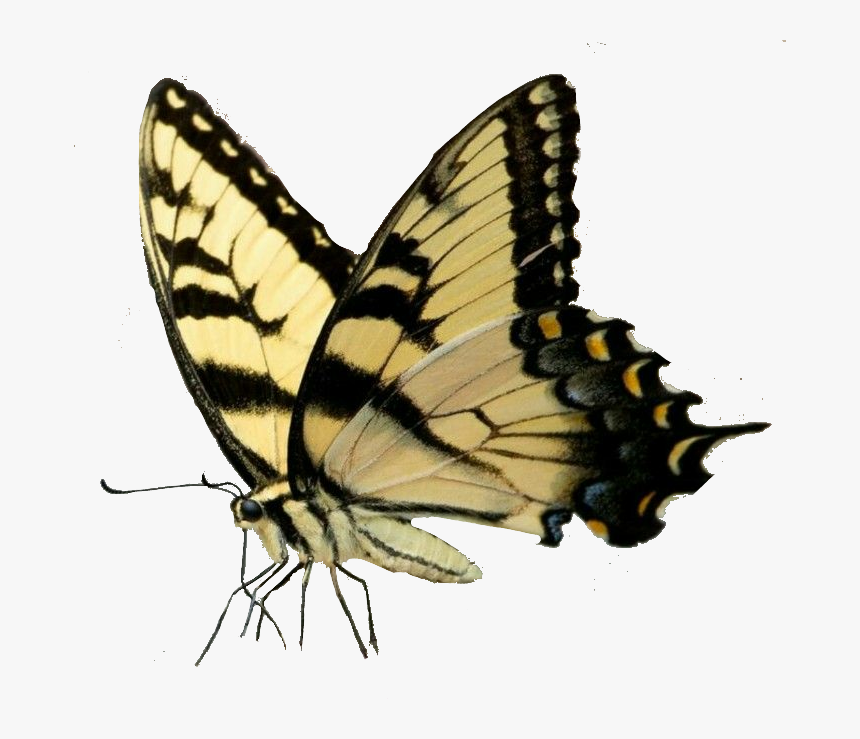 #butterfly #insect #wings - Papilio Machaon, HD Png Download, Free Download