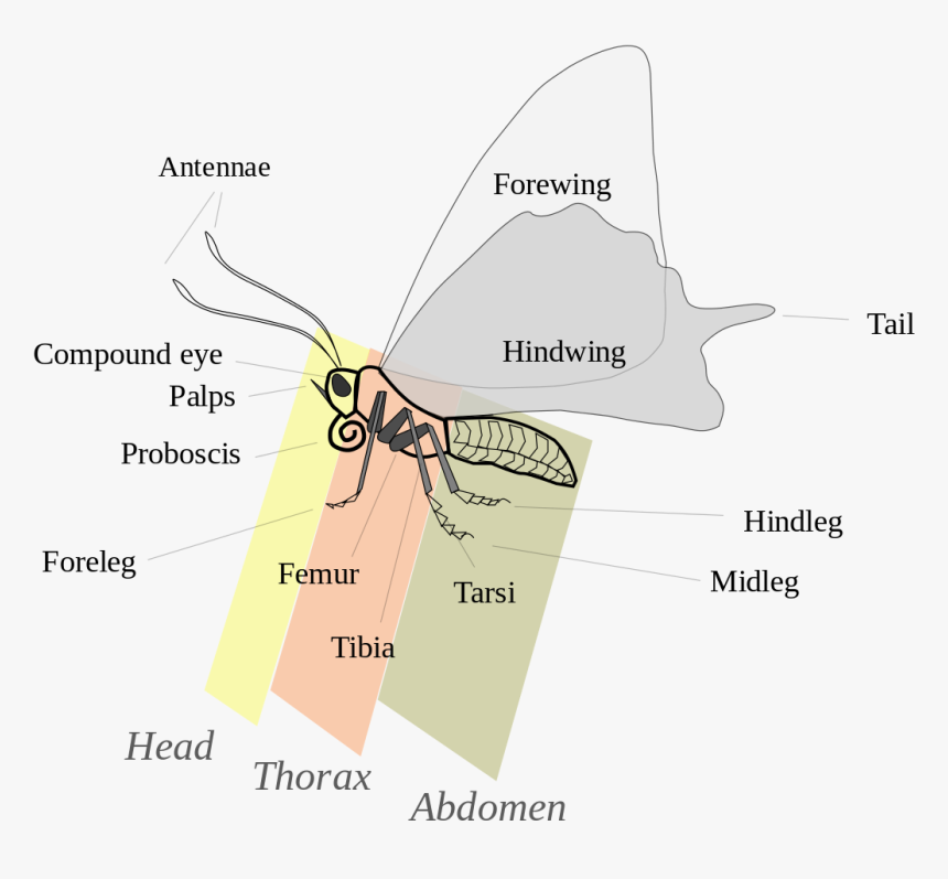 Butterfly Body Parts In French, HD Png Download, Free Download