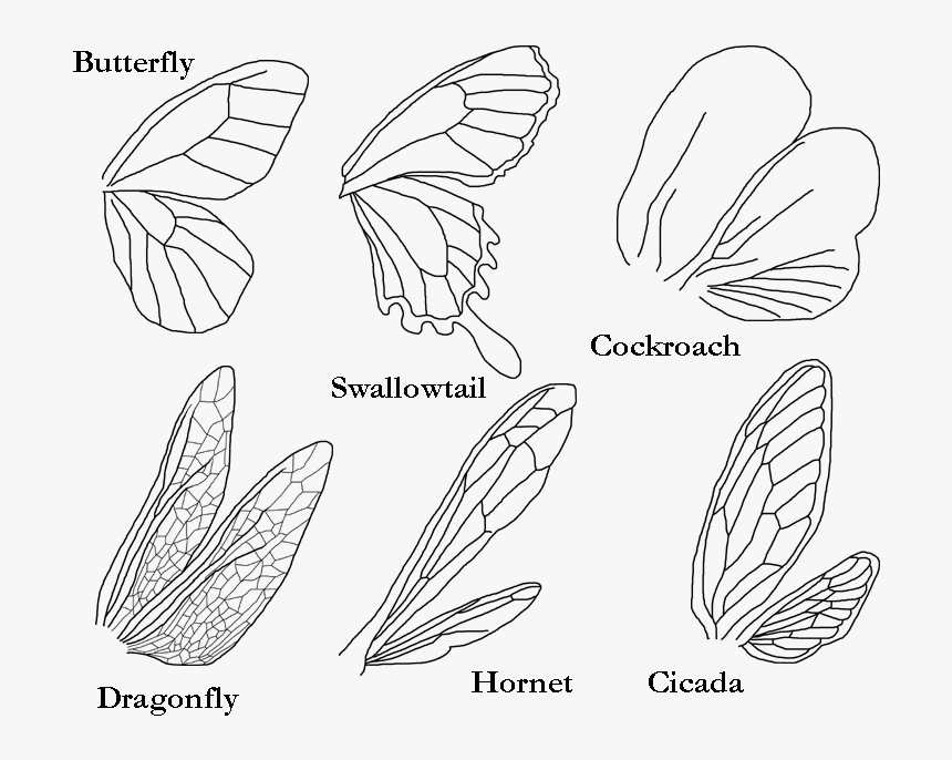 One Of The Simplest Insect To Draw - Types Of Insect Wings, HD Png Download, Free Download