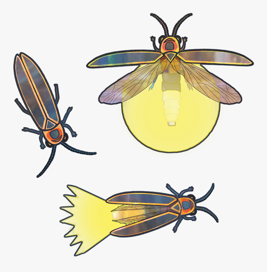 Transparent Insects Png - Net-winged Insects, Png Download, Free Download