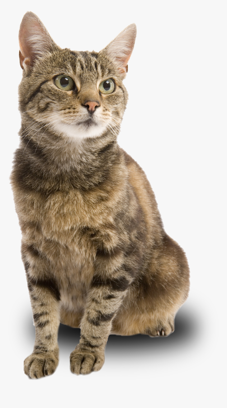 Female Brown Tabby Cat, HD Png Download, Free Download