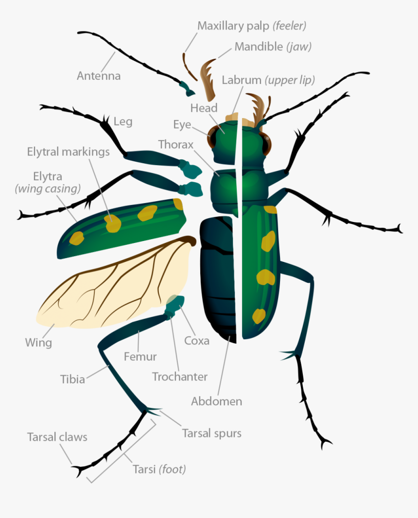 Body Parts Of Beetle, HD Png Download, Free Download